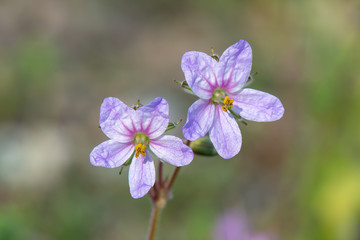 Obraz premium blue flowers on green background