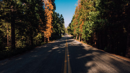 Fototapeta premium Trail of a 100 Giants