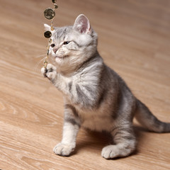 Portrait of Scottish straight kitten hunting on sparkling beads in kitchen.