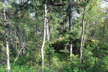 Fototapeta premium Landscape with rocks in the forest in the summer in the Urals of Russia.