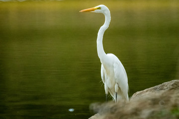 egret