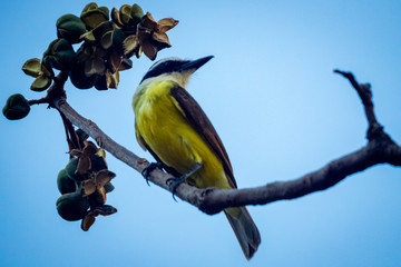 bird on branch