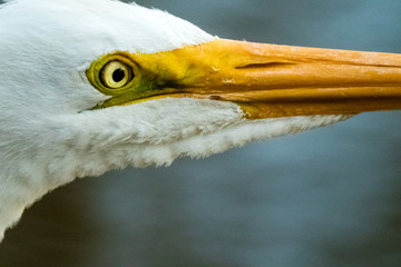 portrait of a heron