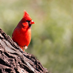 Cardinal on a Tree
