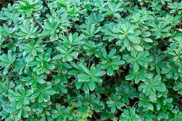 Variegated Japanese mock orange (Pittosporum Tobira Variegatum) - Pembroke Pines, Florida, USA