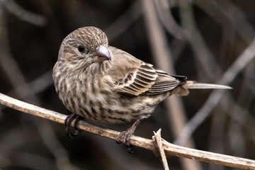 Female House Finch perched on a twig