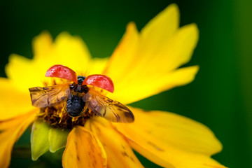 ladybug on flower
