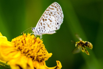 Fototapeta na wymiar butterfly on flower