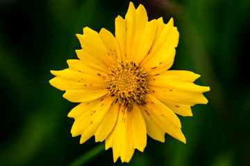 yellow flower