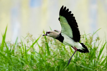 stork in the field