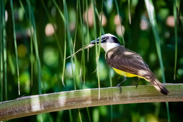 bird on a branch