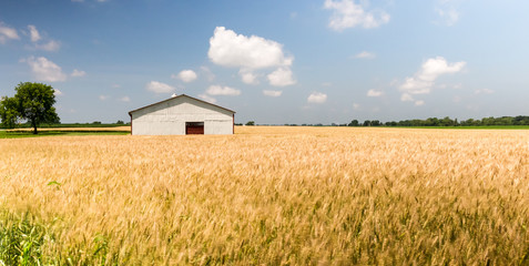 White barn or farm building with a red door in a wheat field. Beautiful summer scene with golden yellow wheat blowing and a white and red barn in the background 