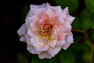 pink rose in garden