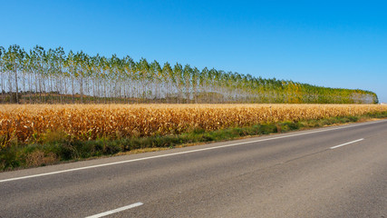 Abedules en linea a lo largo de una carretera secundaria con maizal