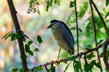 Black-crowned Night Heron or Nycticorax nycticorax in natural habitat