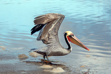 Pelican taking off in flight at Ventura beach next to Santa Clara river wetland on California's gold coast in the United States