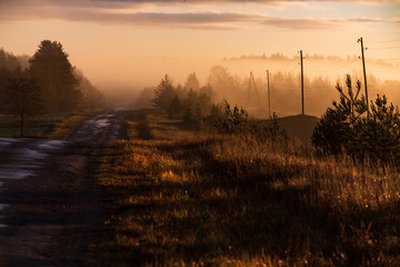 Early, mystical, misty autumn morning in the countryside, sunlit road, pine trees, power poles and forest in the distance; everything is yellowish-brown in shades