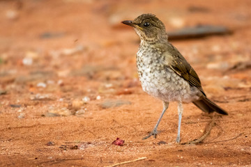 bird
