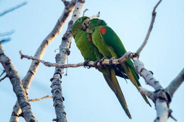 cople parrot on a branch