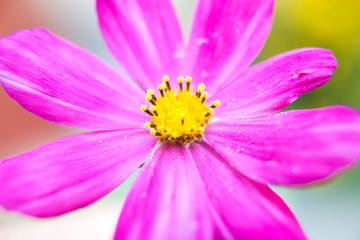 Fototapeta premium różowy kwiat makro