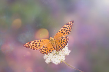 Fototapeta na wymiar close-up of an orange wild butterfly on a field flower in a beautiful fairy toning