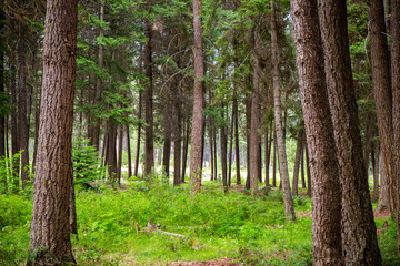 Fir Tree Forest