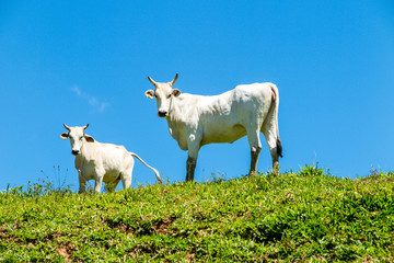 Two white cows standing on side on the lawn, cloudless blue sky, Airue, Grao Para, Santa Catarina