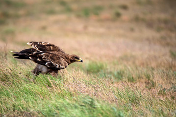 Steppe eagle or Aquila nipalensis in grass