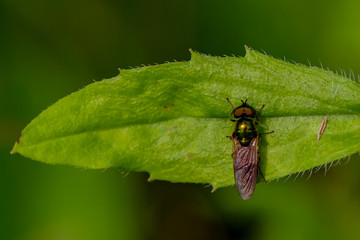 Schwebefliegen und Trauer Rosenkäfer