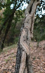 lierre grimpant sur un tronc d'arbre