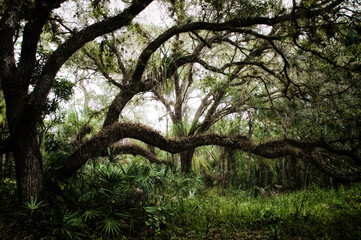 Fototapeta na wymiar Large sprawling oak tree in sub tropical wilderness setting, stylized and desaturated. 