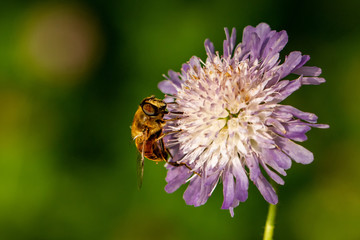 Schwebefliegen und Trauer Rosenk&auml;fer