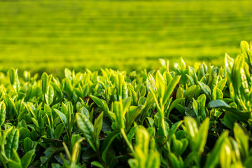녹차 잎 녹차 농장에 녹색 식물들이 가득하다