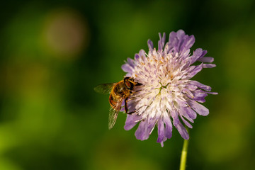Schwebefliegen und Trauer Rosenk&auml;fer
