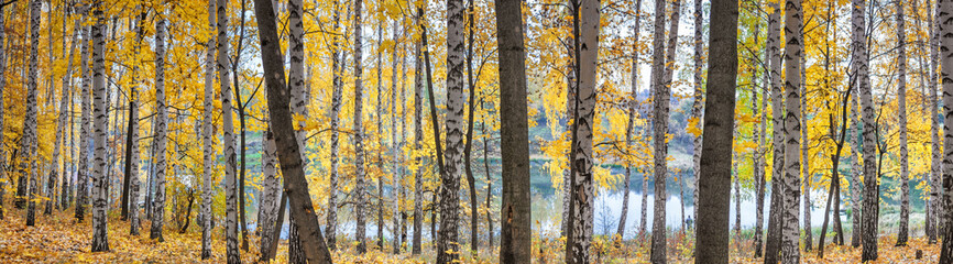 Birch grove against the lake on sunny autumn day, landscape, panorama, banner