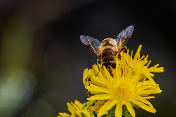 Schwebefliegen und Trauer Rosenkäfer