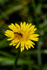 Schwebefliegen und Trauer Rosenkäfer