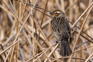 Female Red-winged Blackbird perched on a reed in a wetlands