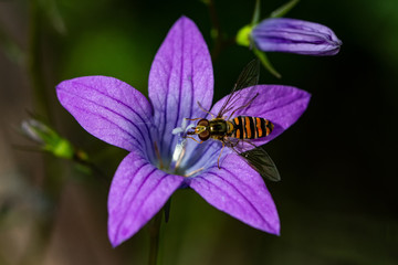Schwebefliegen und Trauer Rosenkäfer