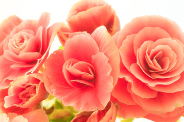 Pink begonia flowers. Full blooming in flower garden of lush blossom of begonia