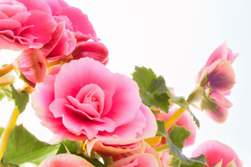 Pink begonia flowers. Full blooming in flower garden of lush blossom of begonia