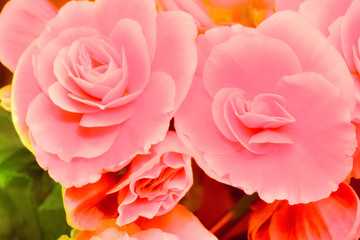 Pink begonia flowers. Full blooming in flower garden of lush blossom of begonia