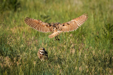 Landing Burrowing Owl