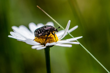 Schwebefliegen und Trauer Rosenkäfer