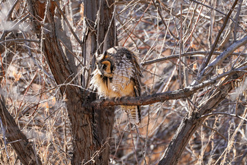 Long-Eared Owl Pose