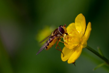 Naklejka premium Schwebefliegen und Trauer Rosenkäfer