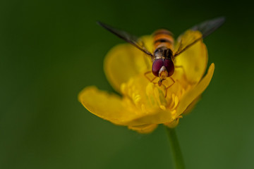 Schwebefliegen und Trauer Rosenkäfer