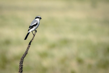 Loggerhead Shrike