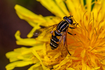 Schwebefliegen und Trauer Rosenkäfer