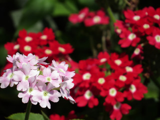 Flower in the garden